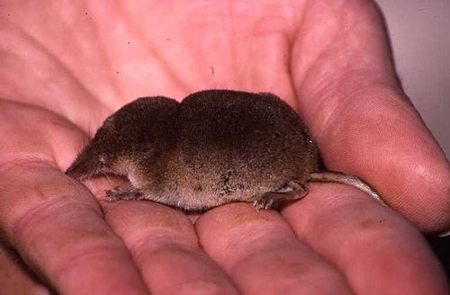 Crowned shrew